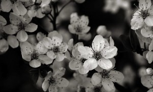 Blossom_Monochrome_12_by_kyrrith